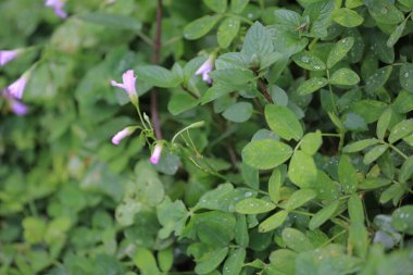 Doğa konsepti, bahçedeki çiçek.