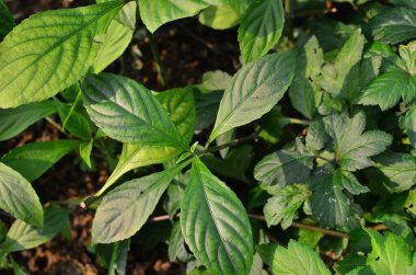 Yaprak resmi, doğa konsepti fotoğrafı.