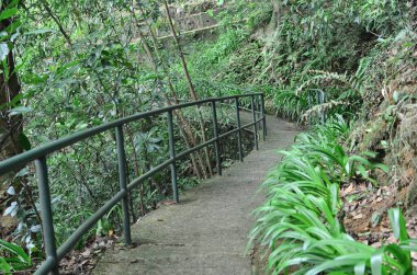 Yaprak resmi, doğa konsepti fotoğrafı.