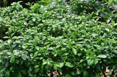 Yaprak resmi, doğa konsepti fotoğrafı.