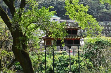 birdhouses hanging from a tree, wildlife, houses for birds