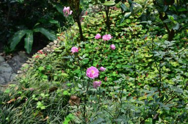Doğa konsepti, bahçedeki çiçek.