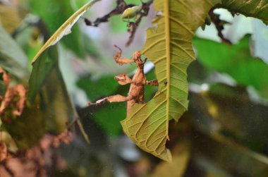 dead leaf mantis clings to a tree in the jungle