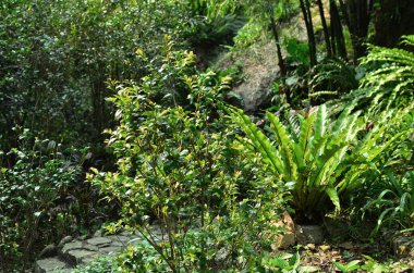 Yaprak resmi, doğa konsepti fotoğrafı.