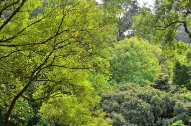 Yaprak resmi, doğa konsepti fotoğrafı.
