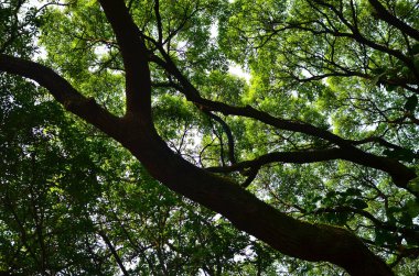 Yaprak resmi, doğa konsepti fotoğrafı.