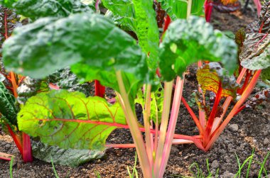 a Closed up yellow flowers in the garden