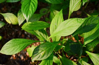 Yaprak resmi, doğa konsepti fotoğrafı.