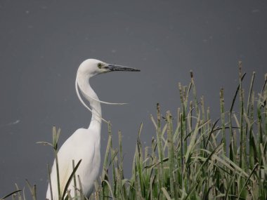 the beautiful cattle egret bird into the lake
