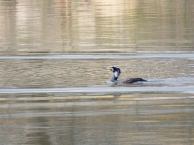 a Phalacrocorax carbo, great cormorant, black shag