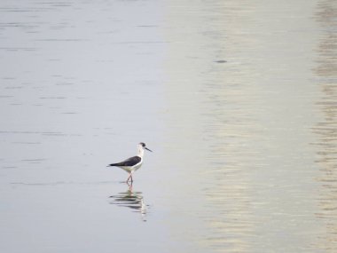 a Black winged stilt on tidal flats