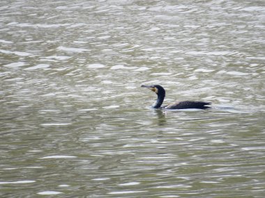 a Phalacrocorax carbo, great cormorant, black shag