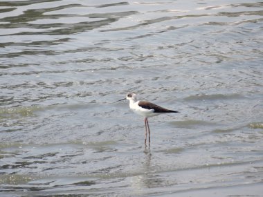 a Black winged stilt on tidal flats