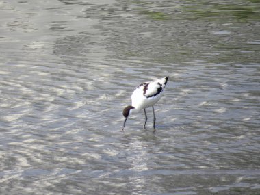 a Black winged stilt on tidal flats