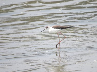 a Black winged stilt on tidal flats