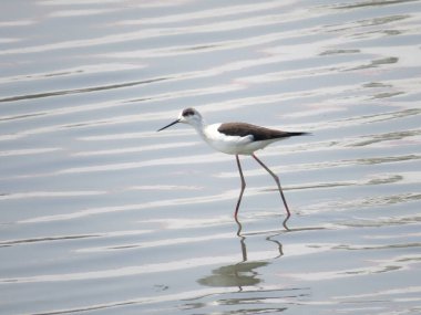 a Black winged stilt on tidal flats