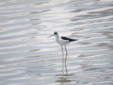a Black winged stilt on tidal flats