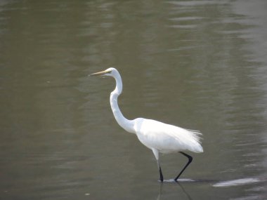 the beautiful cattle egret bird into the lake