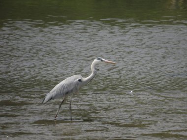 the beautiful cattle egret bird into the lake