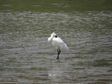 the beautiful cattle egret bird into the lake