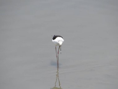 black-winged stilt, common stilt, or pied stil