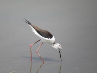 black-winged stilt, common stilt, or pied stil