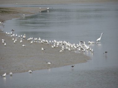 martı kuşu deniz plaj Güz