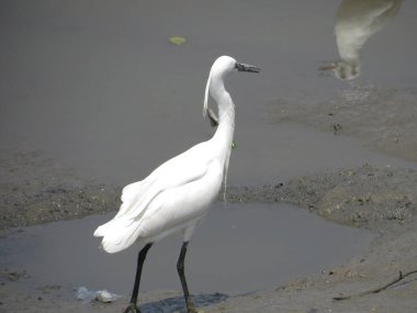the beautiful cattle egret bird into the lake