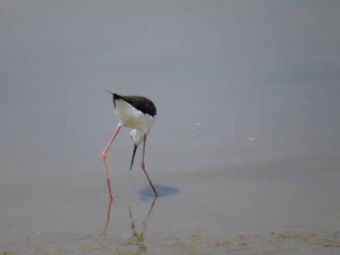 black-winged stilt, common stilt, or pied stil