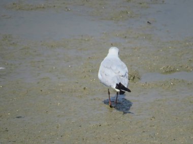 martı kuşu deniz plaj Güz
