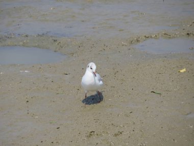 martı kuşu deniz plaj Güz