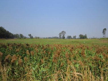 a nam sang wai wetland in hong kong