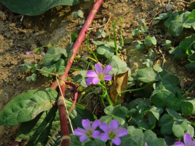 Doğa konsepti, bahçedeki çiçek.