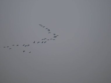 Sunset, Flying bird in a row the sunrise