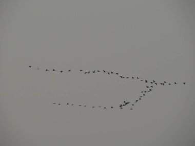 Sunset, Flying bird in a row the sunrise