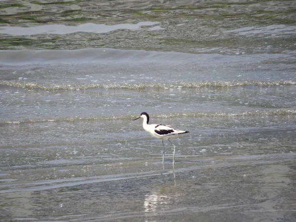 a Black winged stilt on tidal flats