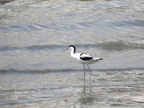 a Black winged stilt on tidal flats