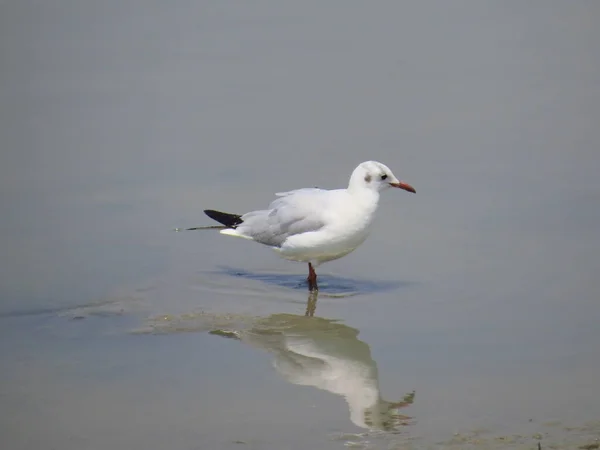 seagull bird on sea beach in autumn