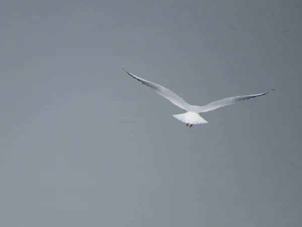 seagull bird on sea beach in autumn