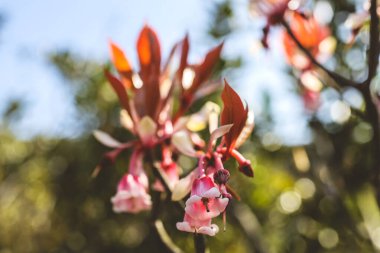 a Beautiful Hybrid Fuchsia flowers in Violet Hill