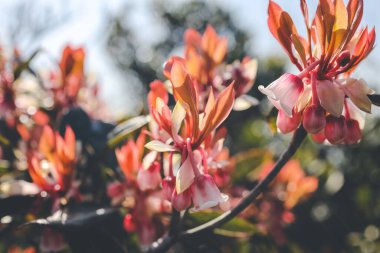 a Beautiful Hybrid Fuchsia flowers in Violet Hill