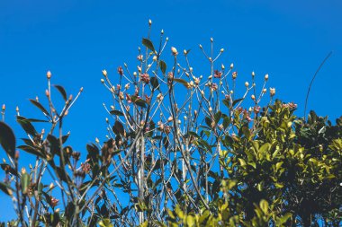 a Beautiful Hybrid Fuchsia flowers in Violet Hill