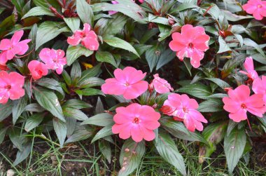 Pembe bahçe gülü, doğa kavramı.