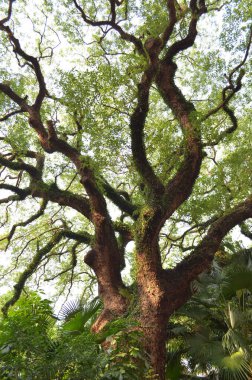 11 Mayıs 2013, Haiphong Yolu 'nun oradaki büyük ağaç.