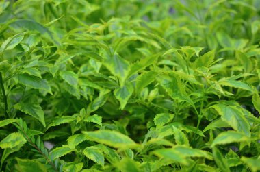 Yaprak resmi, doğa konsepti fotoğrafı.