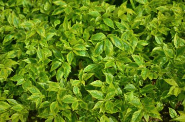 Yaprak resmi, doğa konsepti fotoğrafı.