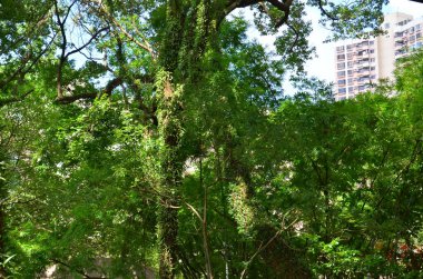 bir yeşil bitki yaprağı arkaplanı, doğa konsepti resmi