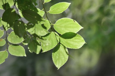 bir yeşil bitki yaprağı arkaplanı, doğa konsepti resmi