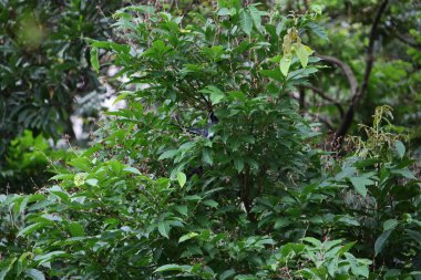 Güzel Kuş Denizi Kartalı, doğa konsepti.