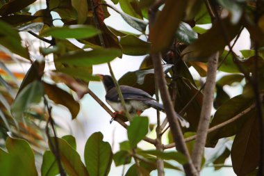 Güzel Kuş Denizi Kartalı, doğa konsepti.
